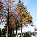 台中景點中社花海DSC04976-3.jpg
