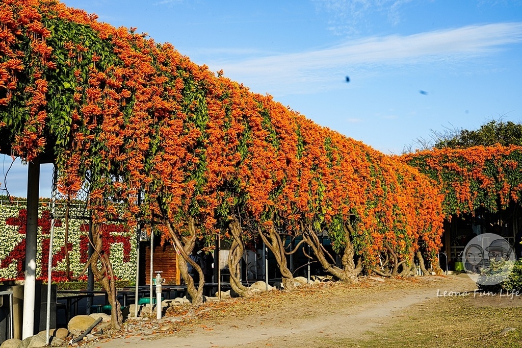 台中景點中社花海DSC05030-3.jpg