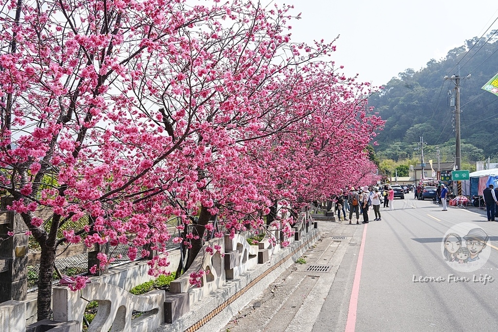 2024台中泰安櫻花季賞花春遊攻略DSC07177-2.jpg