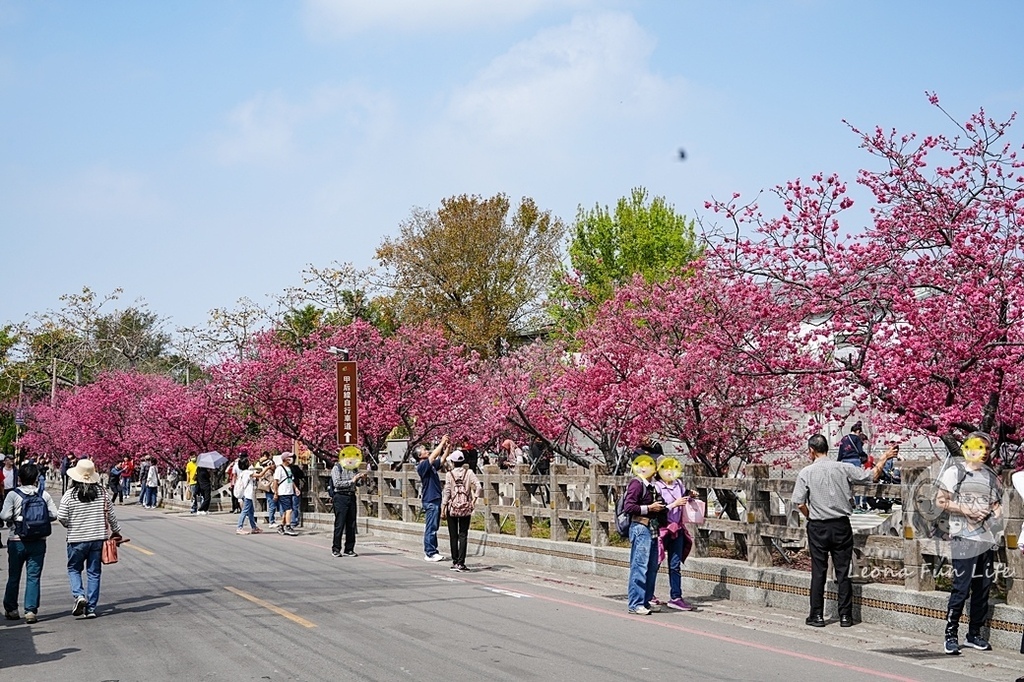 2024台中泰安櫻花季賞花春遊攻略DSC07213-2.jpg