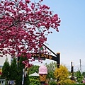 2024台中泰安櫻花季賞花春遊攻略DSC07300-2.jpg