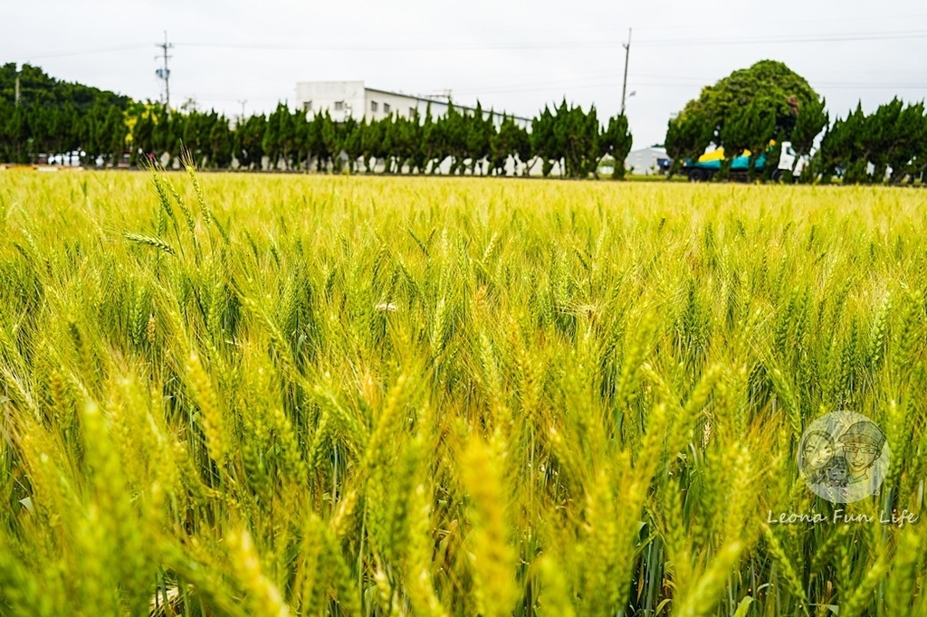 2024 台中大雅小麥文化節DSC08119-2.jpg 2024 台中大雅小麥文化節DSC08119-2.jpg