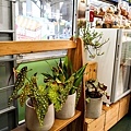 台中車站新店微景多肉植物小盆栽禮物乾燥花DSC02377-2.jpg