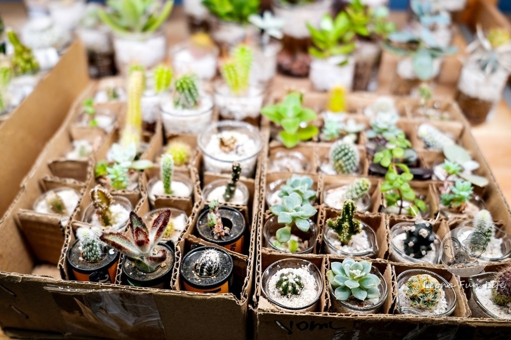 台中車站新店微景多肉植物小盆栽禮物乾燥花DSC02393-2.jpg