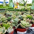 台中IKEA空中花園熊寶包DSC06695-2.jpg