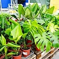 台中IKEA空中花園熊寶包DSC06704-2.jpg