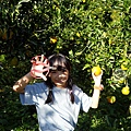 台中新社景點橘子紅了採果DSC01115.JPG