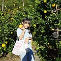 台中新社景點橘子紅了採果DSC01129.JPG