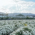 苗栗銅鑼杭菊火車拍照景點DSC02236-2.jpg