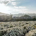 苗栗銅鑼杭菊火車拍照景點DSC02246-2.jpg