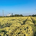 苗栗銅鑼杭菊火車拍照景點DSC02270-2.jpg