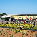 苗栗銅鑼杭菊火車拍照景點DSC02283.JPG