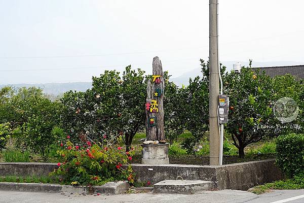 2025台中泰安派出所櫻花季DSC01448.JPG