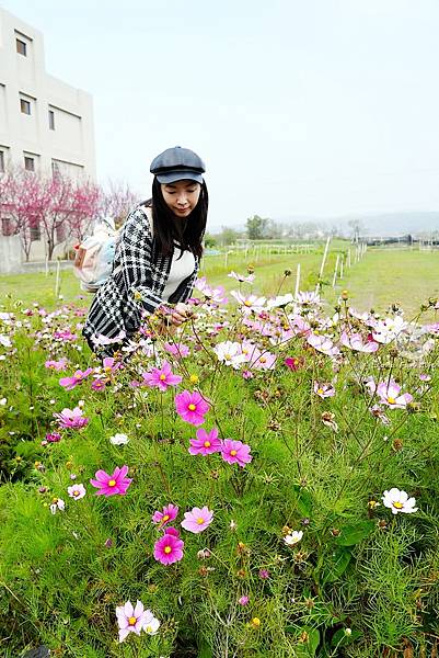 2025台中泰安派出所櫻花季DSC01459_副本.jpg