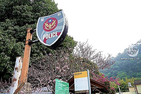 2025台中泰安派出所櫻花季DSC01513.JPG