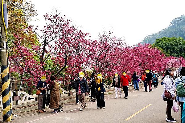 2025台中泰安派出所櫻花季DSC01484.JPG