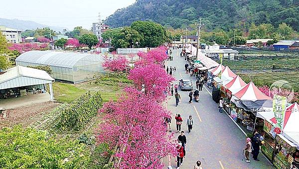 2025台中泰安派出所櫻花季DJI_20250220131058_0027_D.JPG