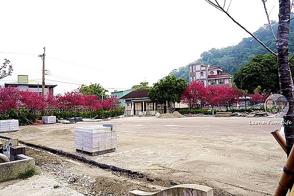 2025台中泰安派出所櫻花季DSC01538.JPG