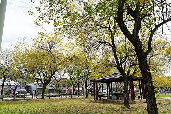 2025台中北屯黃花風林木公園簿子公園DSC02488.JPG