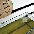 台南景點4草綠色隧道生態之旅親子遊DSC02674.JPG