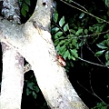 埔里桃米生態親子民宿水泥角DSC01959.JPG