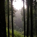 阿里山神木區