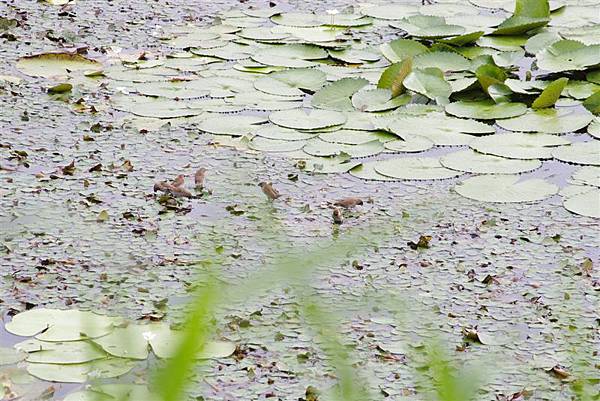 20110514官田水雉保護區 偷竊水草的斑文鳥XD