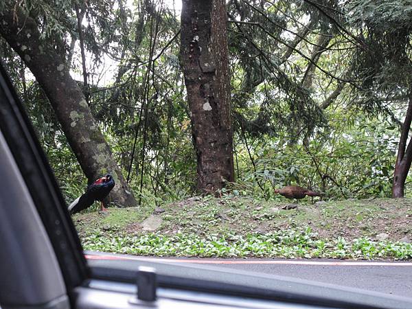 20130425-27大雪山賞鳥比賽 藍腹鷴