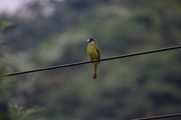 20130425-27大雪山賞鳥比賽 白環鸚嘴鵯