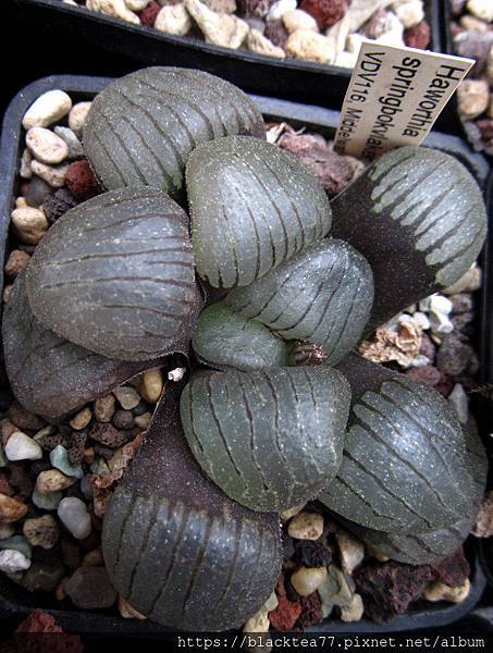 32245910063_54b19de8c1_b.jpg 32245910063_54b19de8c1_b.jpg