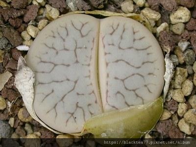 191600079r3p82575841.jpg 191600079r3p82575841.jpg