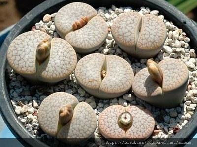 19150007p69or9643oo1.jpg 19150007p69or9643oo1.jpg