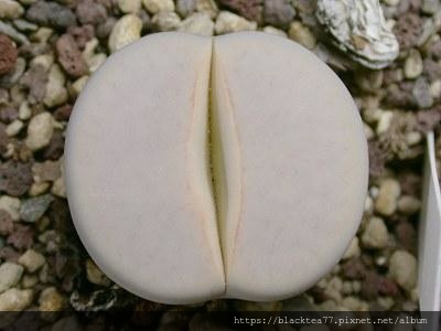 19150007p860n157p2p0.jpg 19150007p860n157p2p0.jpg