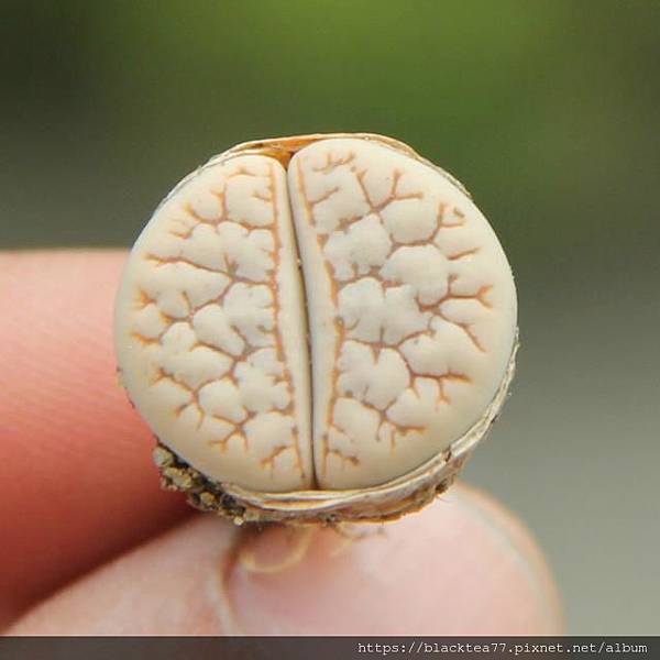 191r0000326rps22ss38.jpg 191r0000326rps22ss38.jpg