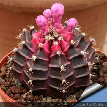 Gymnocalycium_mihanovichii_cv._Hibotan_8751_m.jpg