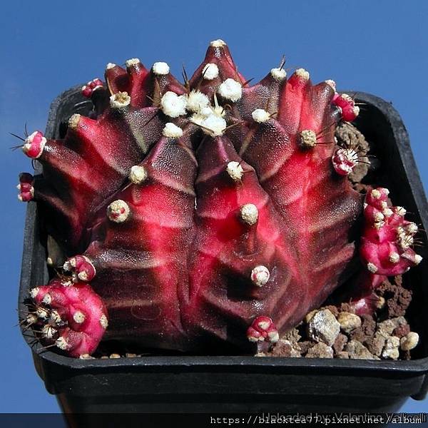 Gymnocalycium_mihanovichii_cv._Hibotan_8748_l.jpg