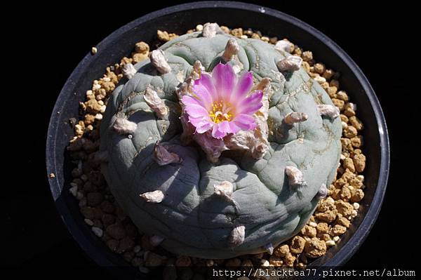 20160311221316974.jpg 20160311221316974.jpg