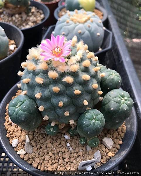 caf61f3be798e76e1cedec7f82036443.jpg caf61f3be798e76e1cedec7f82036443.jpg