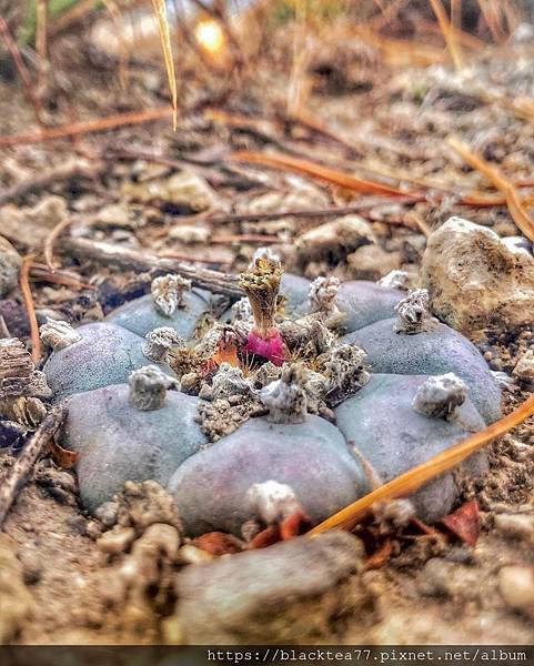 rob.coco_93593703_545467886404856_7362013496127360802_n.jpg rob.coco_93593703_545467886404856_7362013496127360802_n.jpg