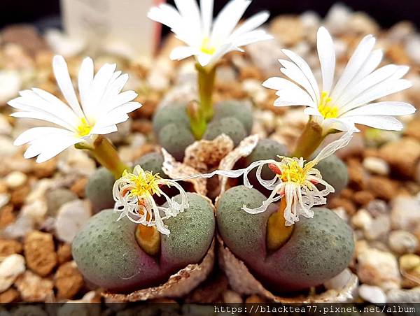 choi_and_park_117589121_594859091189207_2529646535185757933_n.jpg choi_and_park_117589121_594859091189207_2529646535185757933_n.jpg