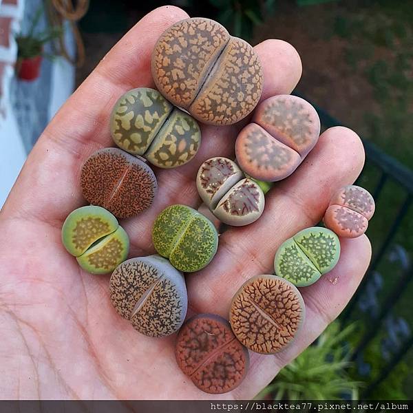 capiplants_117754861_640470759922491_6064979707617533641_n.jpg capiplants_117754861_640470759922491_6064979707617533641_n.jpg