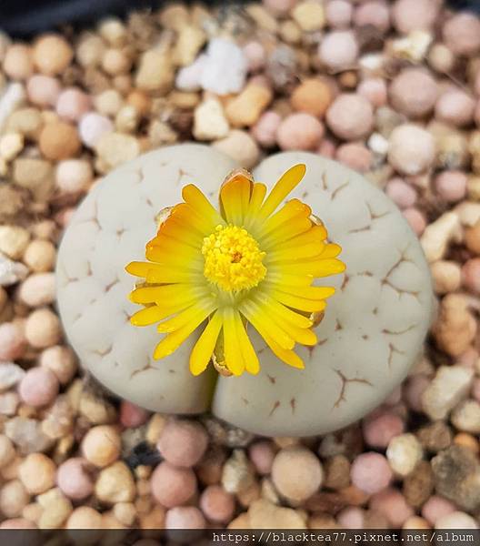 congsoon93_117813382_1364099203780279_3211391756847604667_n.jpg congsoon93_117813382_1364099203780279_3211391756847604667_n.jpg