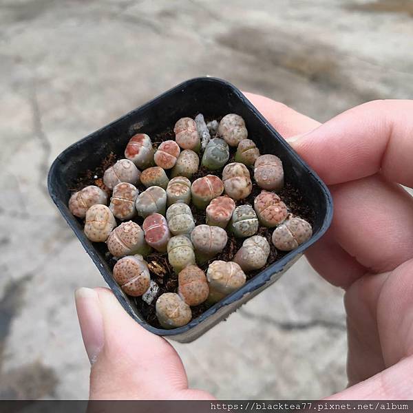 cactus_by_nachuyy_117393562_2669590519922937_6229853664579212908_n.jpg cactus_by_nachuyy_117393562_2669590519922937_6229853664579212908_n.jpg