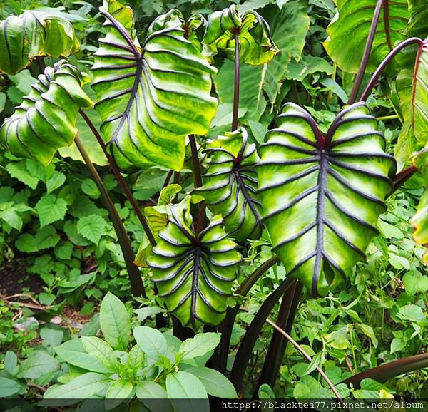 P1010580-Copy.jpg P1010580-Copy.jpg