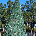 【聖誕樹】高聳巨大的聖誕樹 (⊙o⊙)