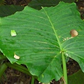 【台北樹蛙】在姑婆葉上，位於左邊一動也不動如同綠色小葉，就是稀有的台北樹蛙！~(∩_∩)~