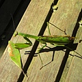 【螳螂】走下步道時，看到木板地上，有「螳螂」！（小包一直說成是蚱蜢，蠢～）( ￣ c￣)y▂ξ