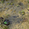 【蝌蚪與酢醬草】斗大顆的蝌蚪，讓小包掉回小時候的記憶。左下方還有漂在水面上的酢醬草～(⊙o⊙)