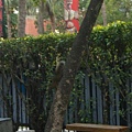 【松鼠】台北市的樹，好像很多松鼠到處亂竄～也好，總比在地上亂竄老鼠好 <(﹀_﹀")a