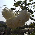 【白玫瑰】但每一株都奇大無比，非常豔麗！╮(╯◇╰)╭